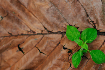 Fresh green tree leaves, frame. Natural background, Fres