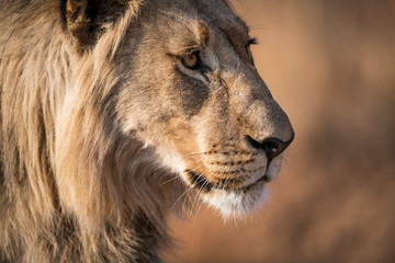 Male lion