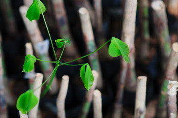 grafting by chip budding