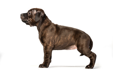 cute brown english staffordshire bull terrier puppy lying isolated on white background, close-up 
