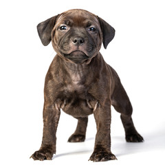 cute brown english staffordshire bull terrier puppy lying isolated on white background, close-up 
