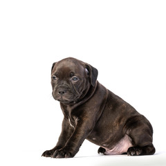 cute brown english staffordshire bull terrier puppy lying isolated on white background, close-up 
