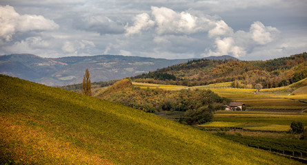 Vineyard in South Tyrol in Autumn