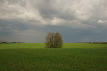 Дерево в поле