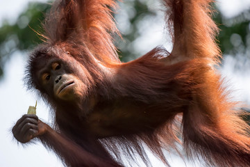 Obraz premium A closeup photo of a bornean orangutan Pongo pygmaeus while hanging on a vine and eating bamboo