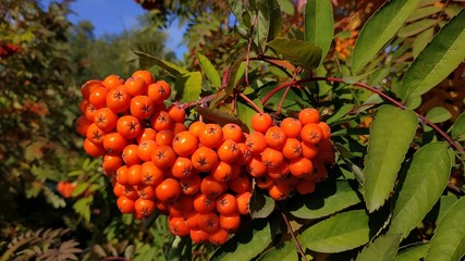 Orange sea buckthorn berries