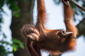 Naklejka premium A closeup photo of a bornean orangutan Pongo pygmaeus while hanging on a vine and eating bamboo