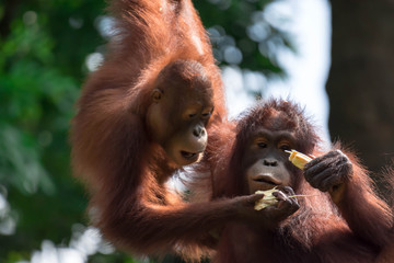 A closeup photo of a bornean orangutan Pongo pygmaeus while hanging on a vine and eating bamboo © Bill