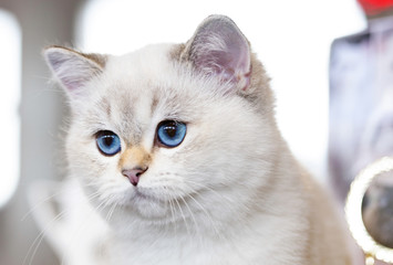 British Cat white color with blue eyes