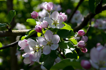 blooming apple tree