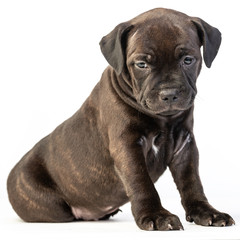 cute brown english staffordshire bull terrier puppy lying isolated on white background, close-up 
