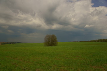 green field and blue sky
