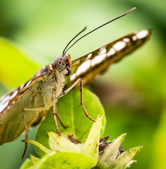 The Clipper Butterfly