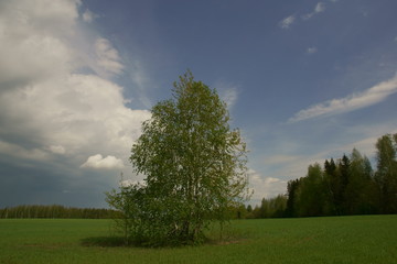 Берёза в поле