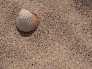 Fototapeta na wymiar Sand mit einer Muschel
