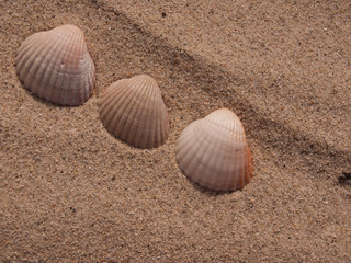 Fototapeta na wymiar drei Muscheln im Sand