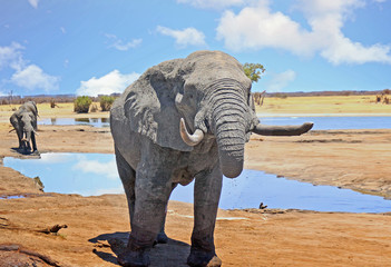 Fototapeta premium Close up of a full bodied elephant with trunk in mouth and large tusks in Hwange National Park, Zimbabwe