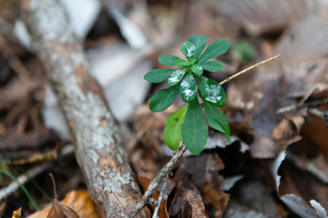 Kleine Pflanze am Waldboden