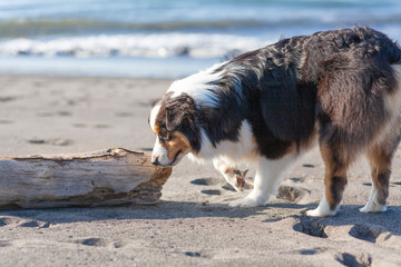 Perro Pastor Australiano oliendo un tronco en la playa