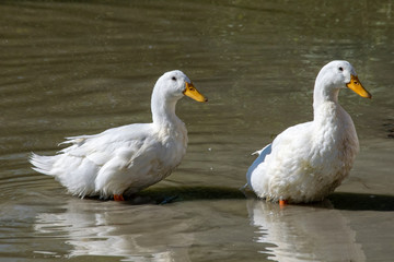 Two heavy white Pekin Ducks