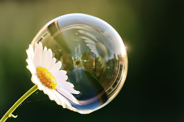 soap bubble petal / concept nature air purity, air bubble on a flower petal