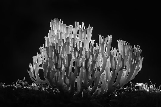 coral mushroom / macro mushroom beautiful nature photo forest