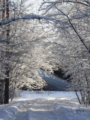 Russian winter background with tree branches in snow, selective focus