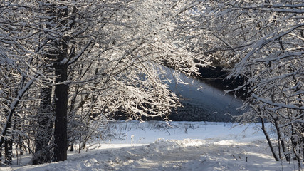 Russian winter background with tree branches in snow, selective focus