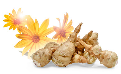 Topinambur Knolle mit Blüte auf weissem Hintergrund