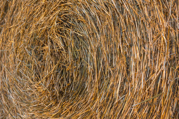 Element of a round yellow straw bale after harvesting wheat photographed at sunset. Close up angle view of a straw pack. Agriculture Concept. Texture.
