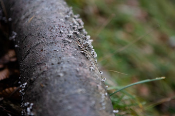 kleine Pilze am Baumstamm