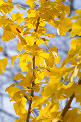 Leuchtend gelbe Ginkgo-Blätter im Herbst