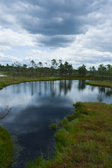 Bog in the Kemeri national park landscape background, late summer, selective focus