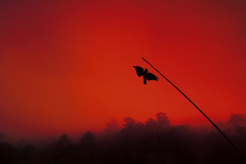 the body of the crows hanging on bamboo pole in the forest and red blood sky with red light from the sun build an horror and scary atmosphere