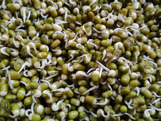 Full frame shot of green mung sprouts