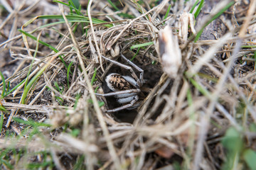 Spider in nature. Selective focus.