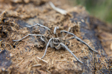 Spider in nature. Selective focus.