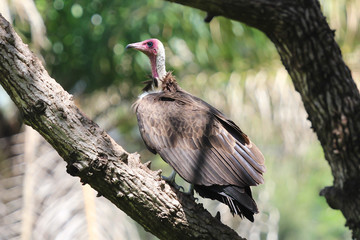 Hooded vulture (Necrosyrtes monachus) in Gambia
