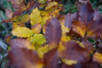 Herbstliche Buchenblätter