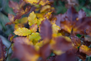 Herbstliche Buchenblätter