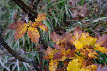 Herbstliche Buchenblätter