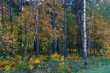 Autumn forest nature. Vivid morning in colorful forest with sun rays through branches of trees. Scenery of nature with sunlight