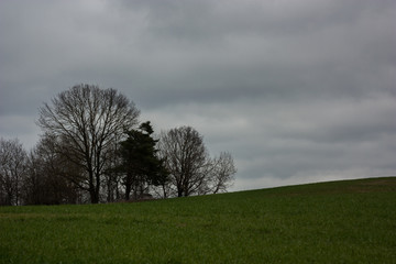 Landscape with field, sky and trees.