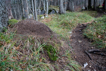 grosser Ameisenhaufen im Bergwald