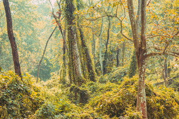 Subtropical dense forest of Nepal, Dense Jungle background