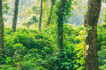 Fototapeta na wymiar Subtropical dense forest of Nepal, Dense Jungle background