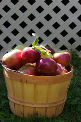 Red Macintosh apples in wooden basket on white lattice background with copy space 