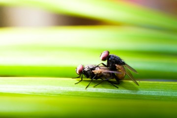 close up image of fly mating and bubbling. selective focus. visible noise,blur available when view...