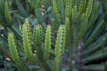 cactus plants closeup , cactus  macro 