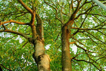 Trees and leaves are green, beautiful nature.